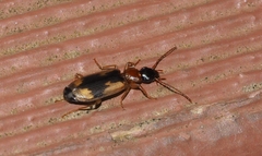 Anomotarus crudelis