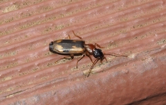 Anomotarus crudelis