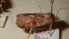 Diarsia