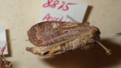 Diarsia
