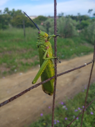 Photo of Green Milkweed Locust (Phymateus viridipes)