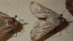 Epipsilia grisescens