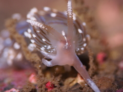 Facelina auriculata