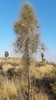 Desert Sheoak - Photo (c) pedro_m, some rights reserved (CC BY-NC)