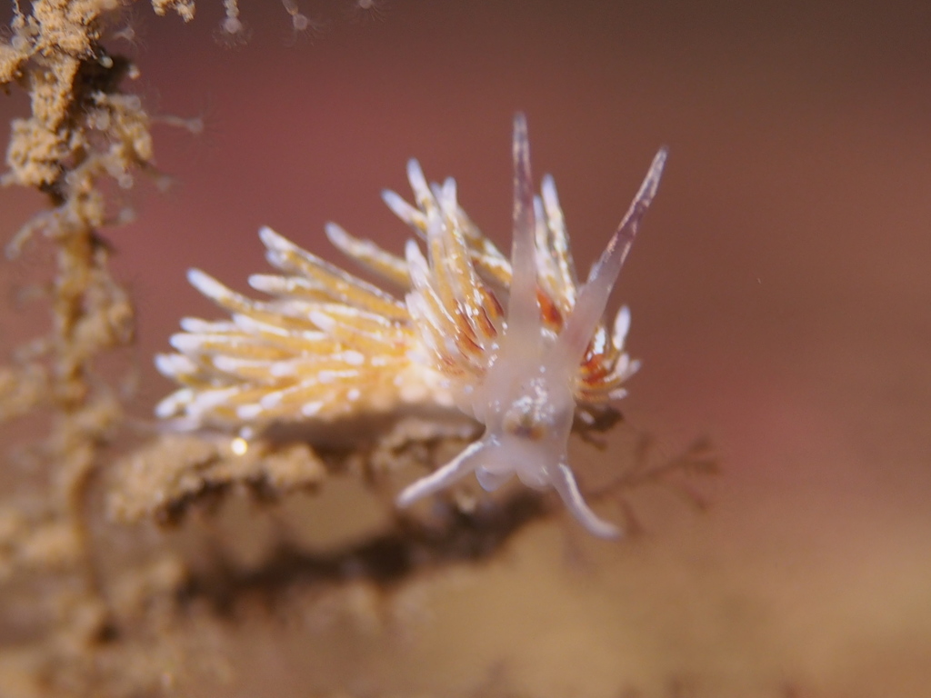 Rubramoena rubescens