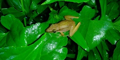 Indosylvirana nicobariensis