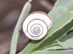 Praticolella mexicana