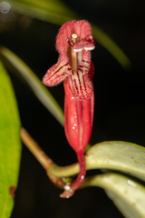 Aeschynanthus bracteatus