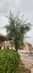Ziziphus spina-christi