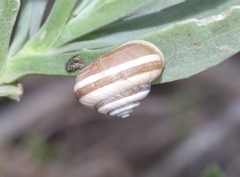 Praticolella mexicana