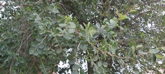 Ziziphus spina-christi
