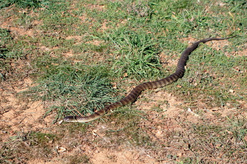 Tiger Snake sighting