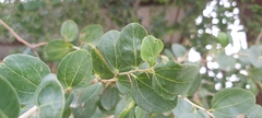 Ziziphus spina-christi