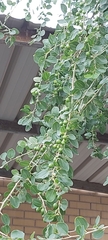 Ziziphus spina-christi