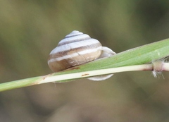 Praticolella mexicana