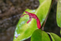 Aeschynanthus bracteatus