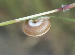 Praticolella mexicana