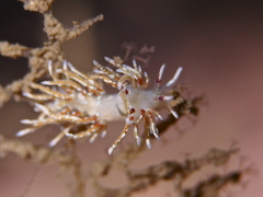 Rubramoena rubescens