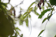 Aeschynanthus bracteatus