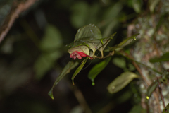 Aeschynanthus bracteatus