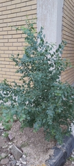 Ziziphus spina-christi