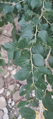 Ziziphus spina-christi