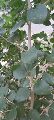 Ziziphus spina-christi