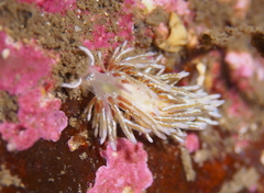 Rubramoena rubescens