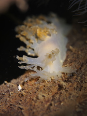 Dendronotus lacteus