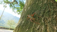 Cardiodactylus guttulus