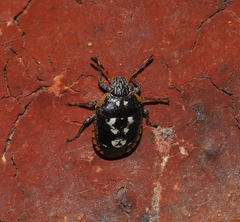 Pseudapines geminata