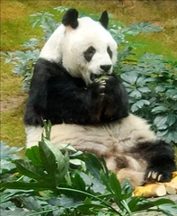 Ailuropoda melanoleuca