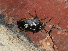 Pseudapines geminata