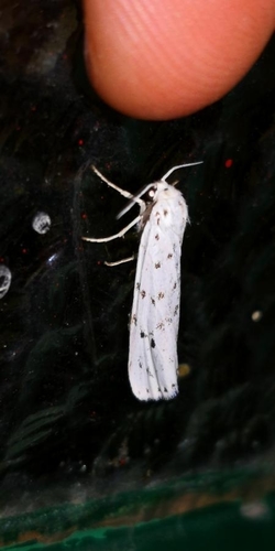 Speckled Footman, 9166 Schiermonnikoog, Niederlande, photo 9 of 10