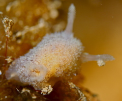 Acanthodoris pilosa