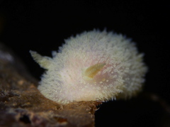 Acanthodoris pilosa