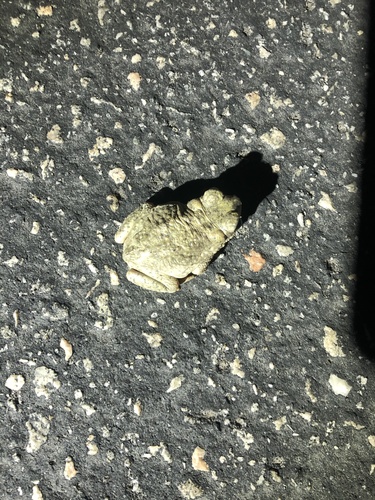 iNaturalist observation photo of Red-spotted Toad