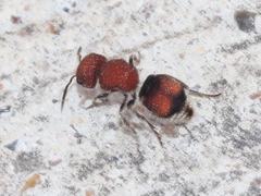 Pseudomethoca oceola
