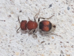 Pseudomethoca oceola