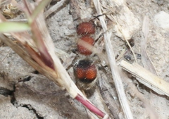 Pseudomethoca oceola