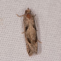Pelochrista corosana