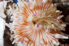 Anthostella stephensoni