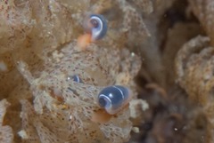 Gibberula