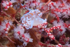Phyllodesmium horridum