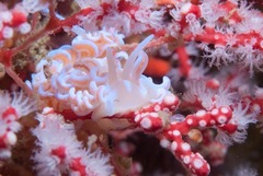 Phyllodesmium horridum