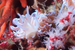 Phyllodesmium horridum