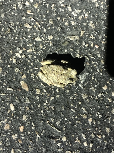 iNaturalist observation photo of Red-spotted Toad