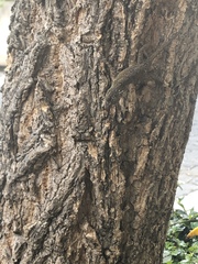 Anolis distichus