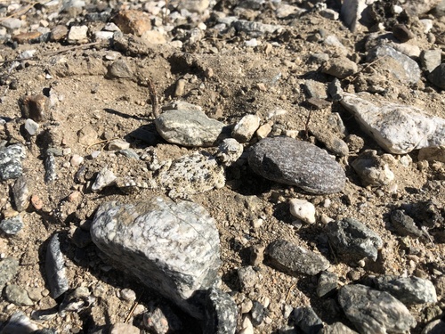 iNaturalist observation photo of Desert Horned Lizard
