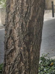 Anolis distichus